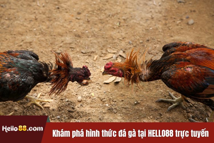 Khám phá hình thức đá gà tại HELLO88 trực tuyến